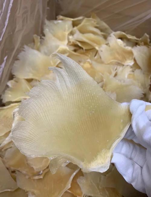 鱼翅回收